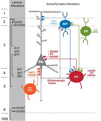 GABAergic dysfunction in postmortem dorsolateral prefrontal cortex: implications for cognitive deficits in schizophrenia and affective disorders